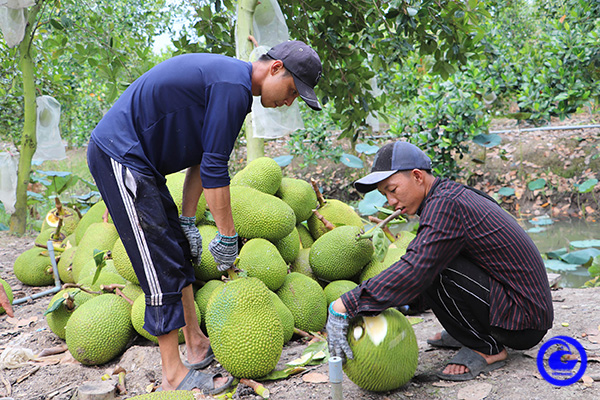 Phát triển vùng mít chuyên canh trên những địa bàn sản xuất khó khăn