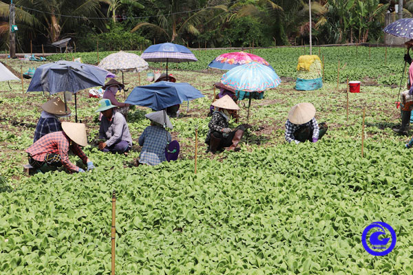 Vùng ven biển Gò Công tổ chức lại sản xuất thích ứng biến đổi khí hậu, giảm nhẹ thiên tai