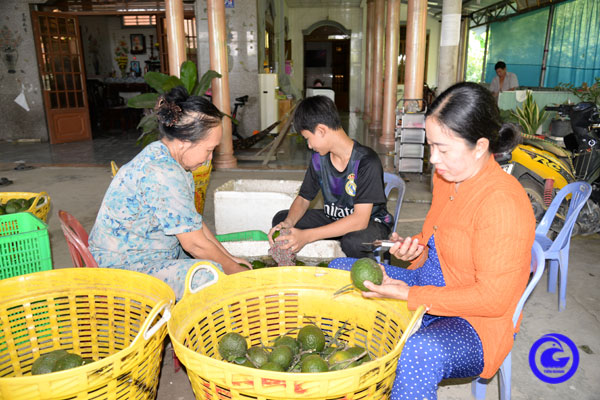 Đẩy mạnh hỗ trợ các hợp tác xã nông nghiệp phát triển sản xuất, kinh doanh