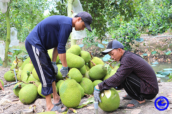 Tiền Giang tổ chức sản xuất "thuận thiên", nâng cao hiệu quả ứng phó hạn, mặn
