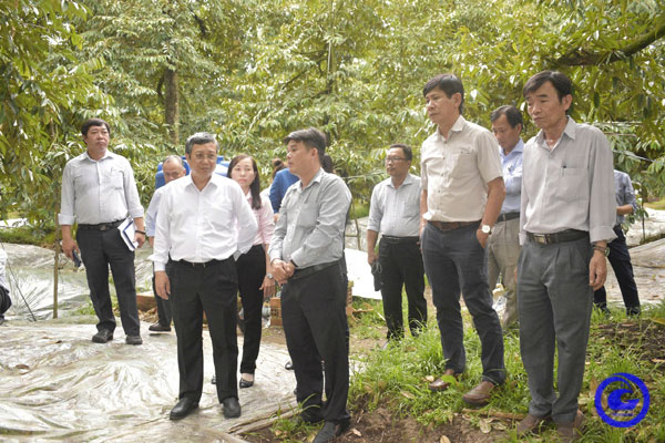 Thứ trưởng Bộ Nông nghiệp và Môi trường kiểm tra mô hình khắc phục tình trạng nhiễm cadimi trên cây sầu riêng