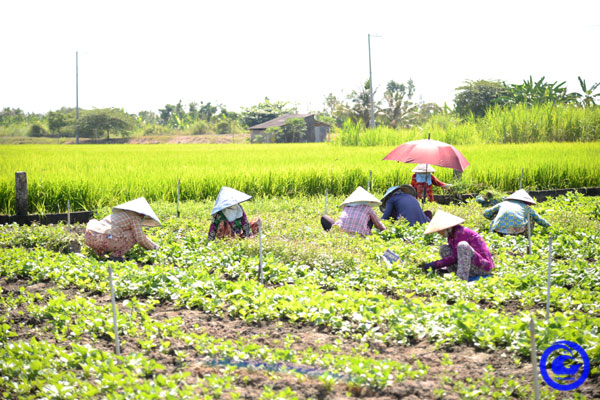 Giá rau màu tăng cao, nông dân phấn khởi